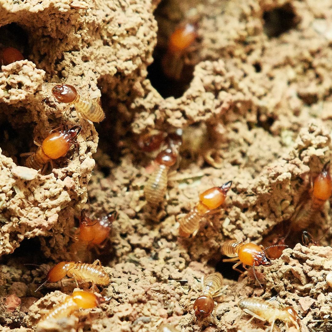 Spring is Termite Season: Here's What You Need to Know